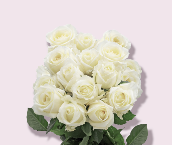 Roos VALGE