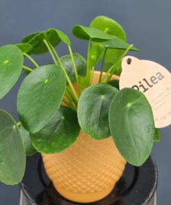 Kilp-piilea - Hiina rahataim