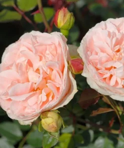 Matthias Claudius Rose