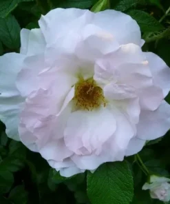 Ritausma (Rosa rugosa)