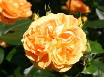 Floribund – Bernstein Rose